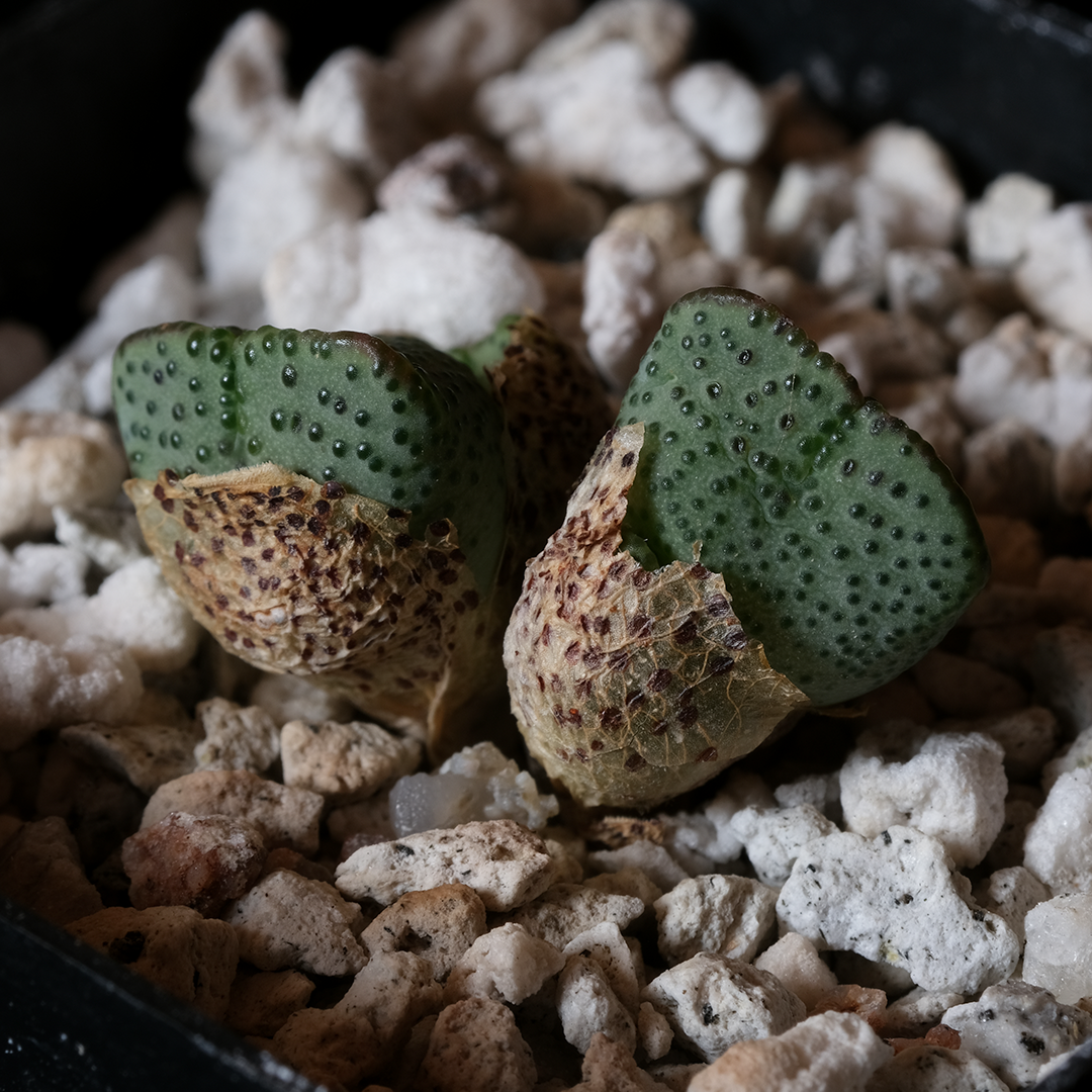 Conophytum quaesitum Clone 1