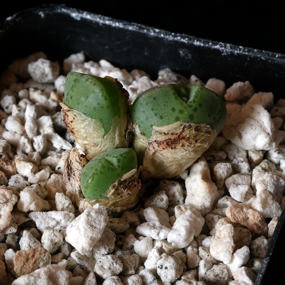 Conophytum quaesitum Clone 2