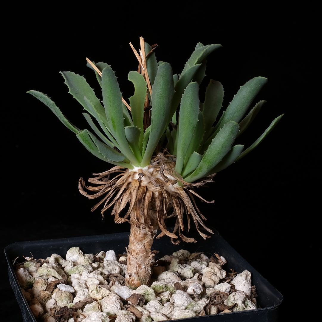 Othonna lepidocaulis hybrid