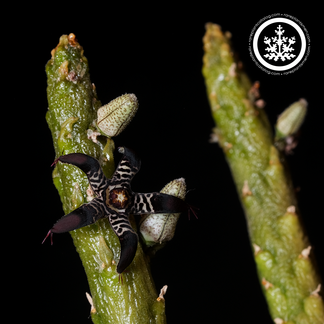 Rhytidocaulon macrolobum