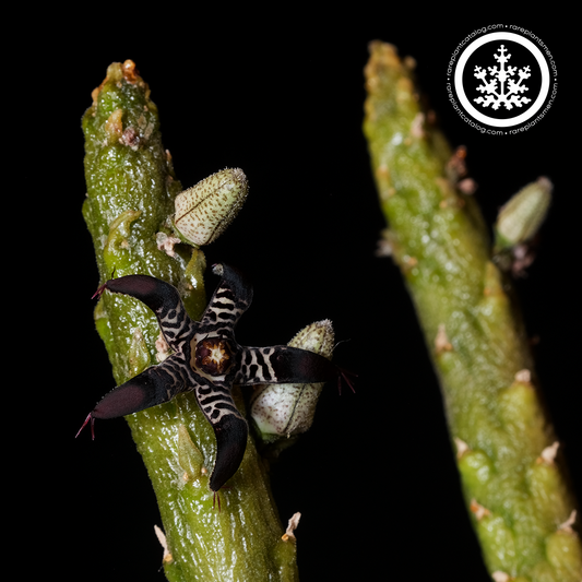 Rhytidocaulon macrolobum