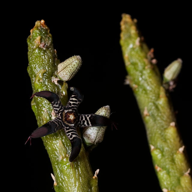 Rhytidocaulon macrolobum
