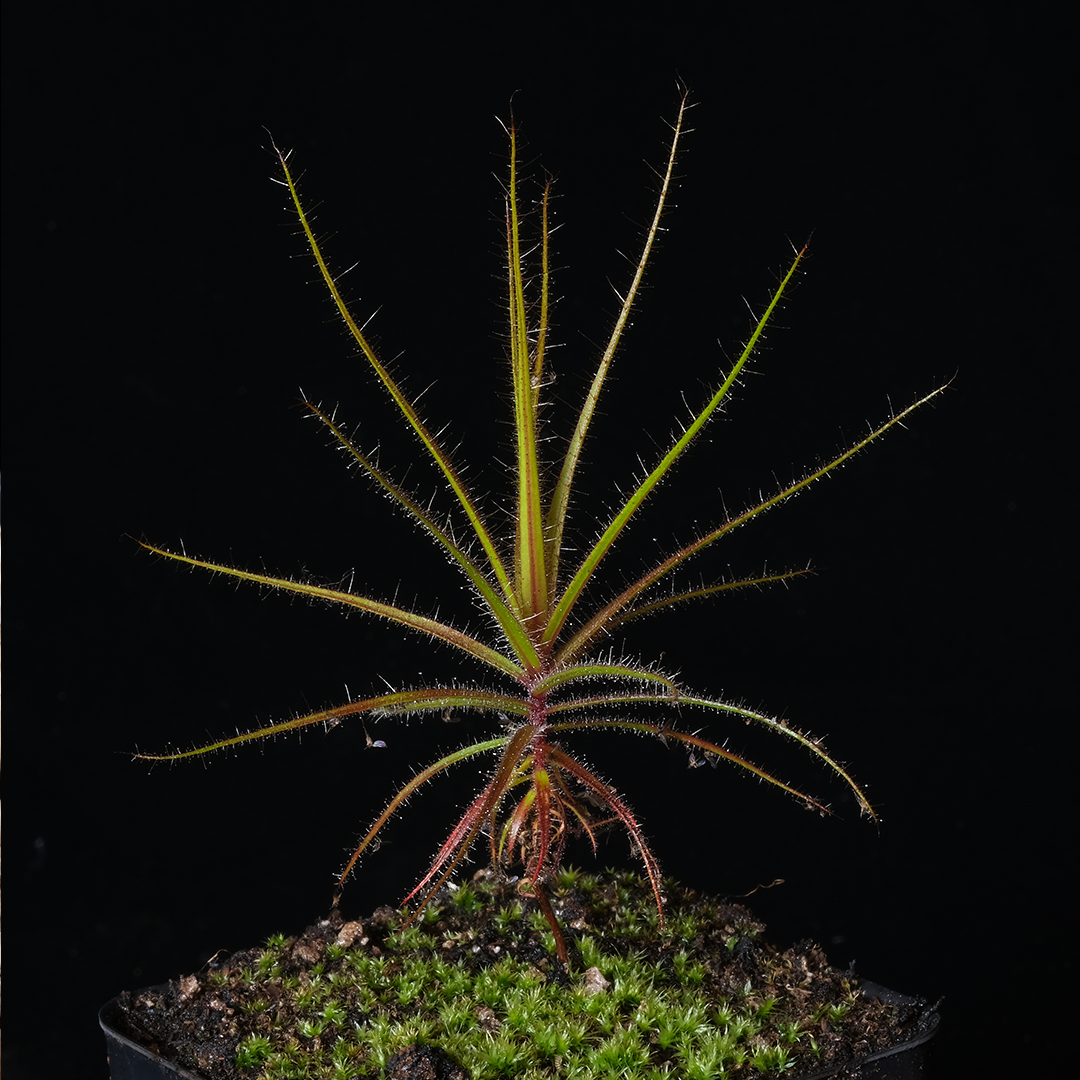 Roridula gorgonias