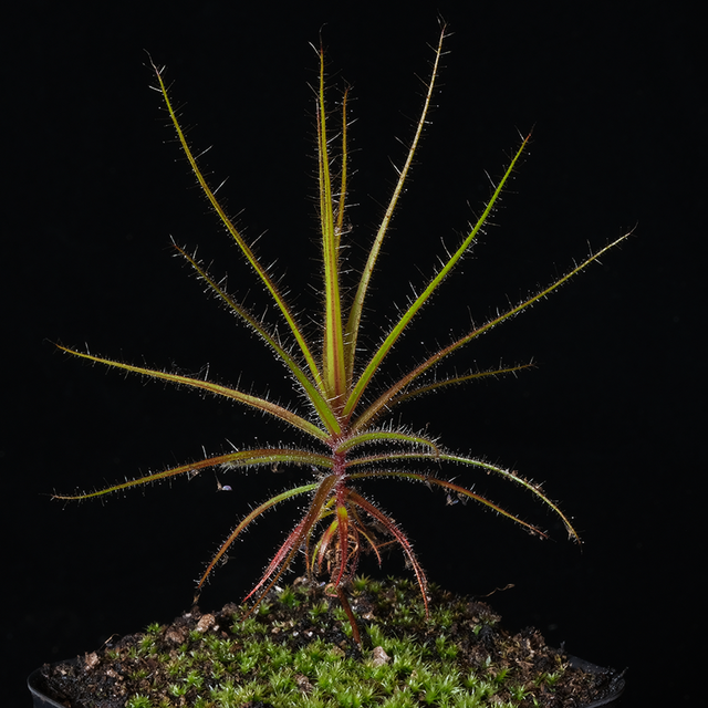Roridula gorgonias