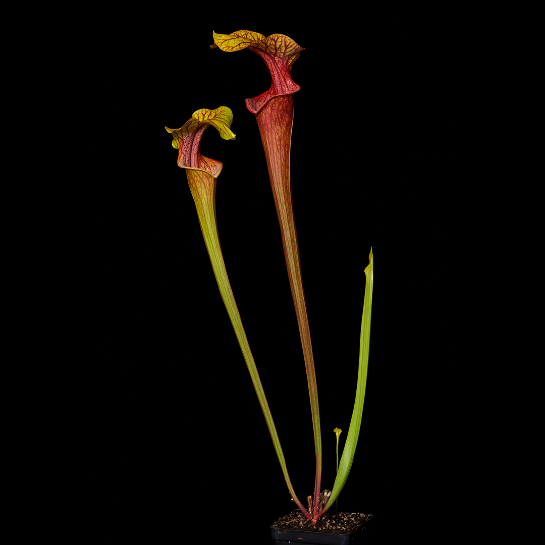 Sarracenia x 'Rosy Reptile'