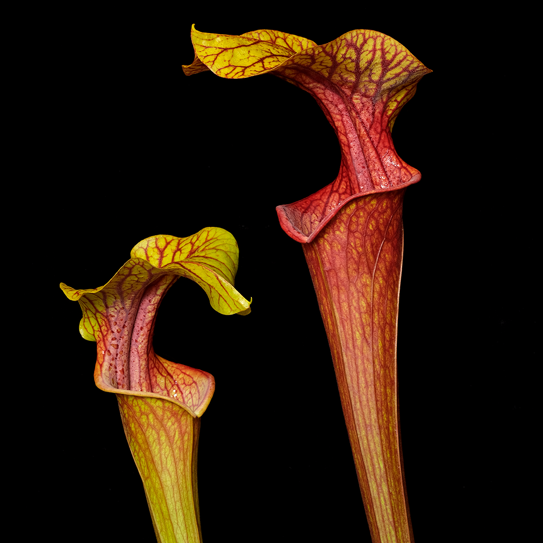 Sarracenia x 'Rosy Reptile'