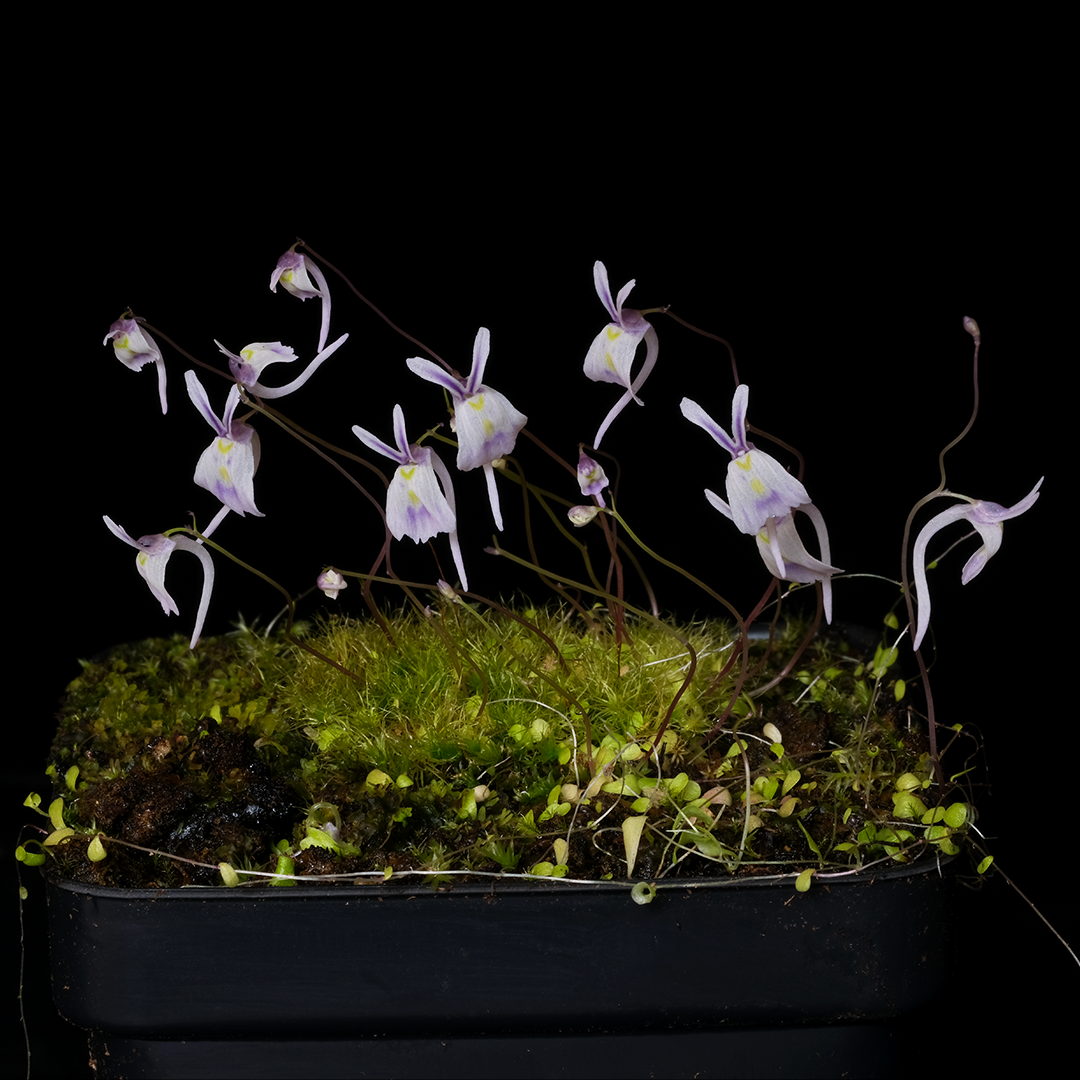 Utricularia sandersonii