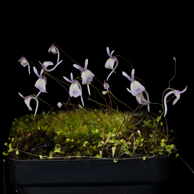 Utricularia sandersonii