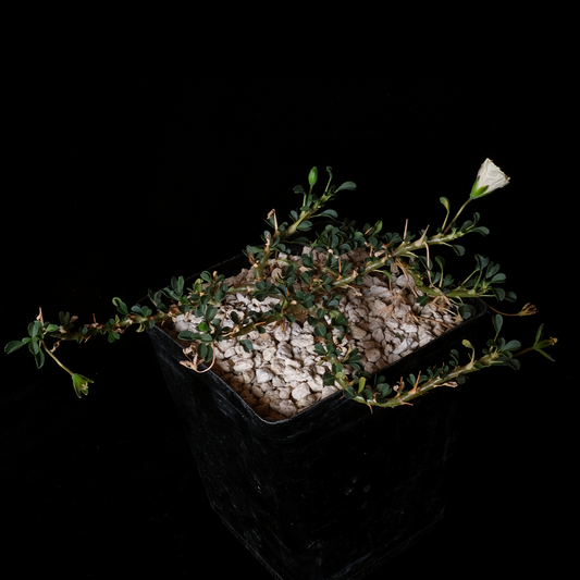 Sarcocaulon vanderietiae