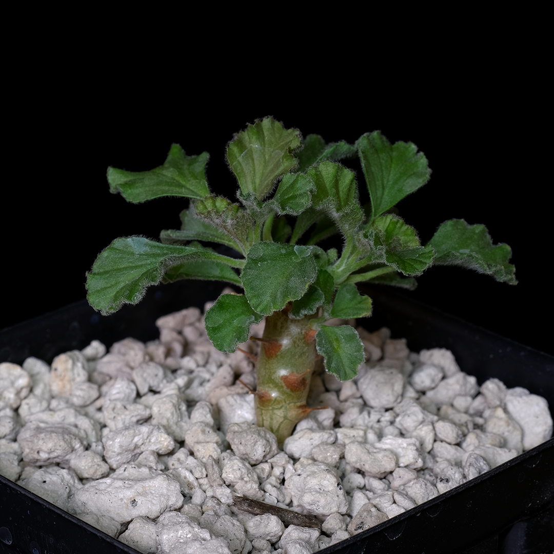 Sarcocaulon inerme
