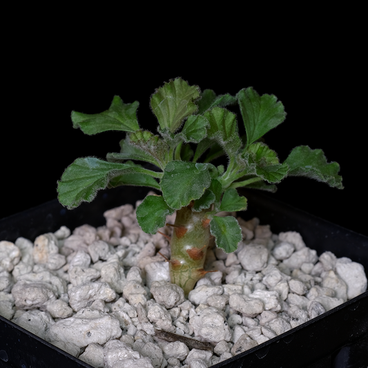 Sarcocaulon inerme