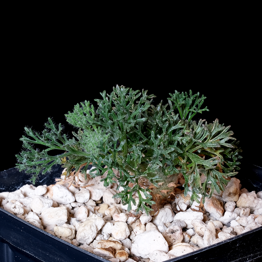 Sarcocaulon multifidum