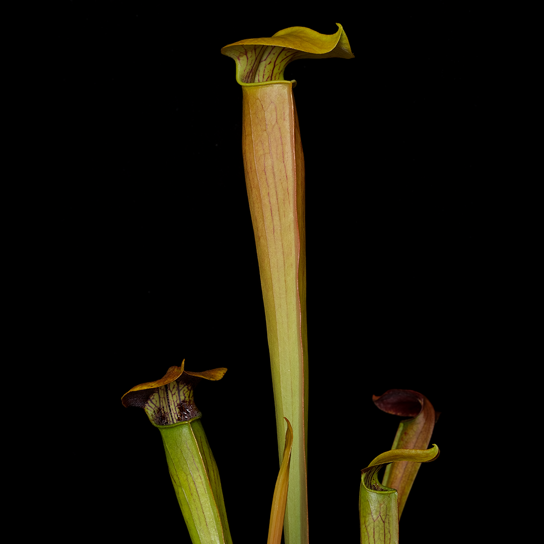 Sarracenia alata