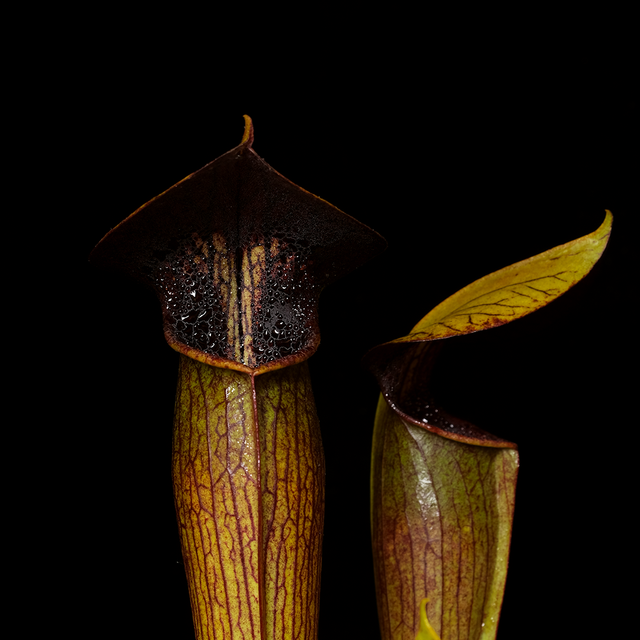 Sarracenia alata 'Night'
