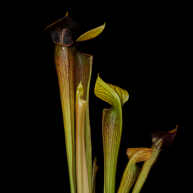 Sarracenia alata 'Night'