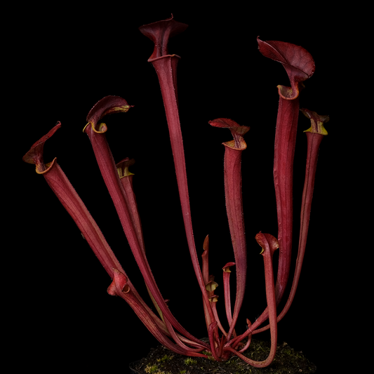 Sarracenia flava 'Bill Hoyer' x 'Waccamaw'