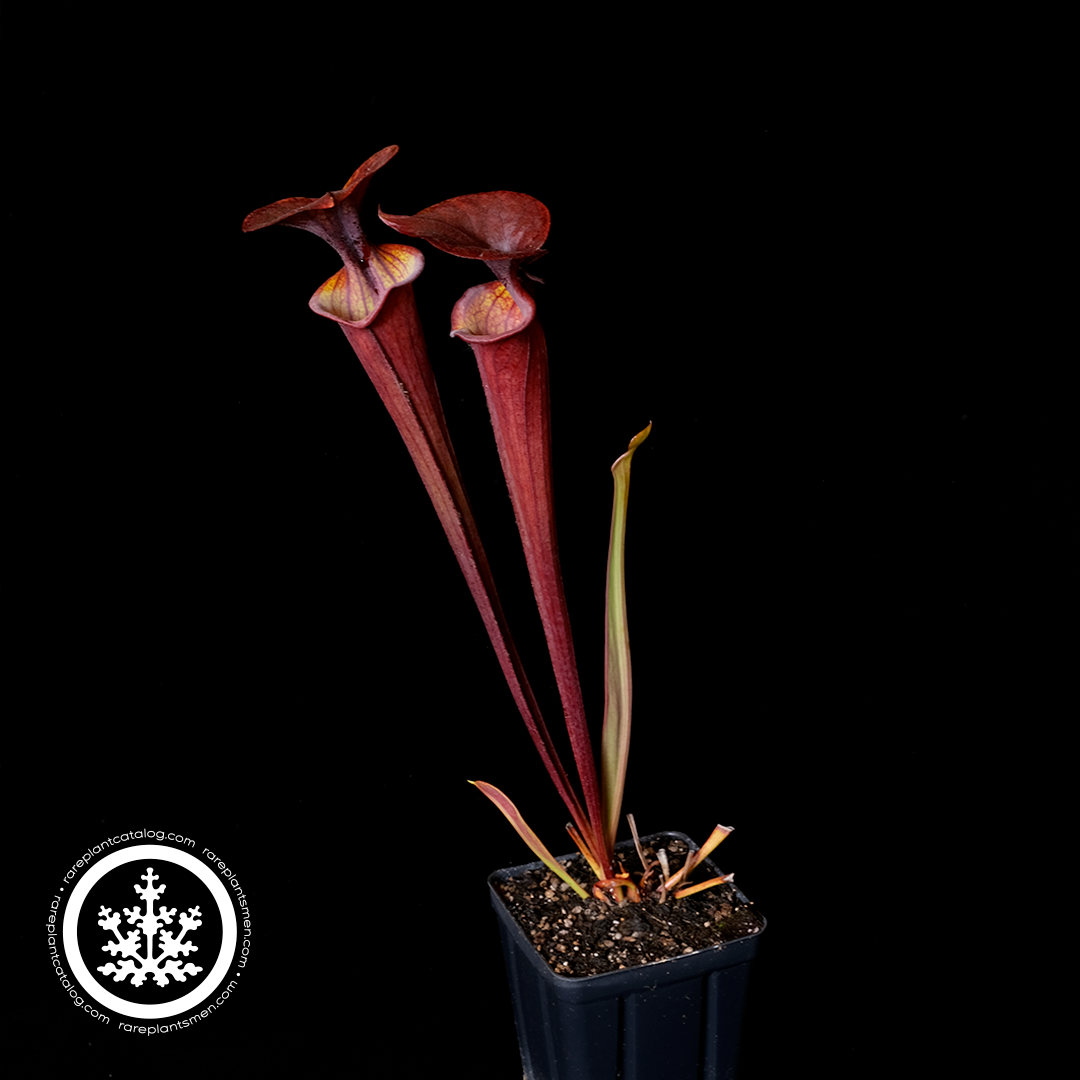 Sarracenia flava var. atropurpurea