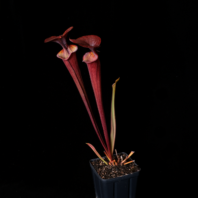 Sarracenia flava var. atropurpurea