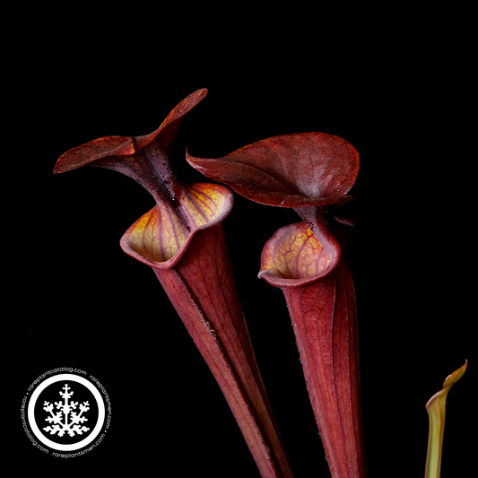 Sarracenia flava var. atropurpurea