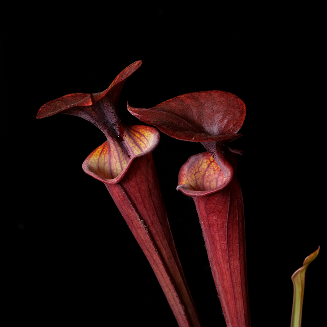 Sarracenia flava var. atropurpurea