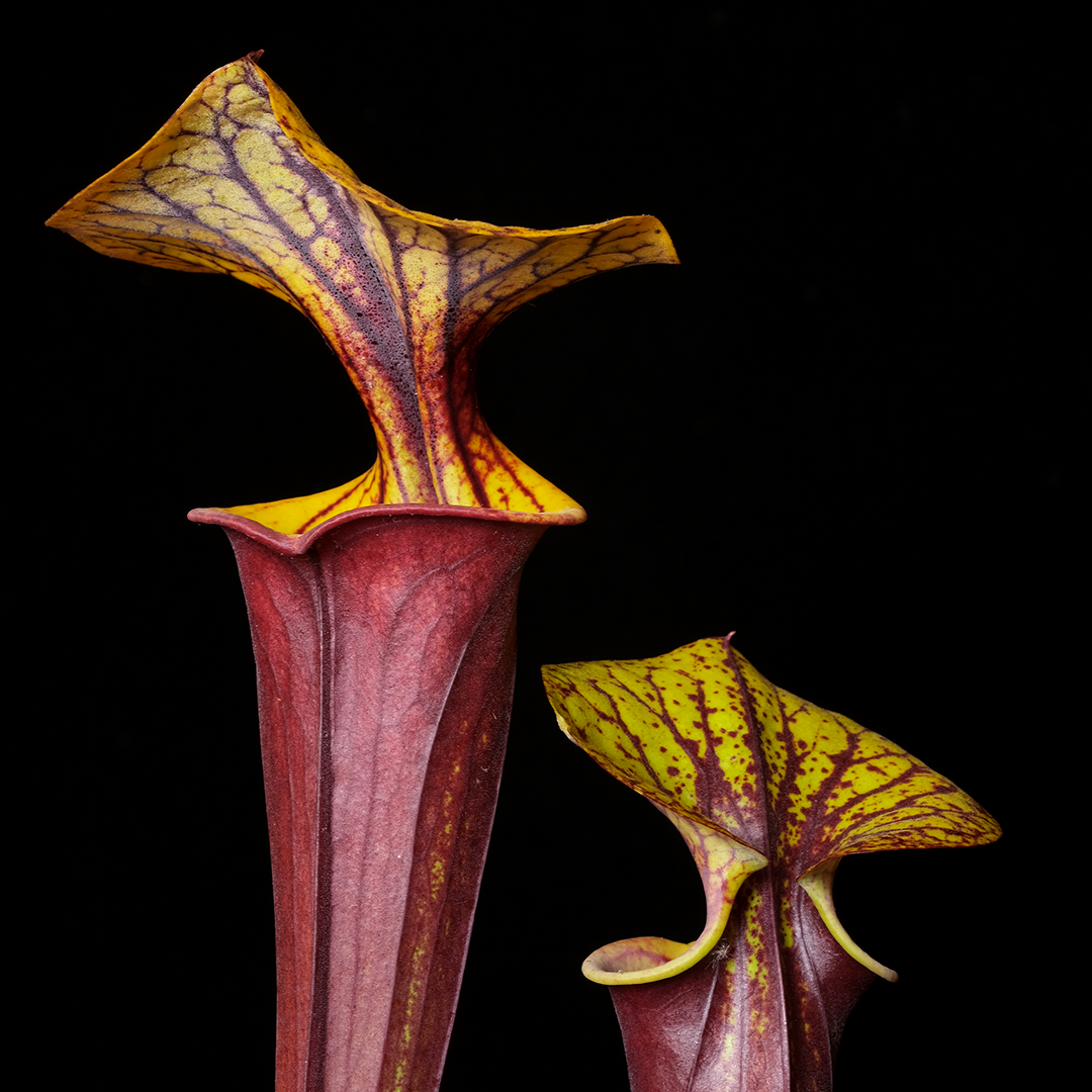 Sarracenia flava var. rubricorpora