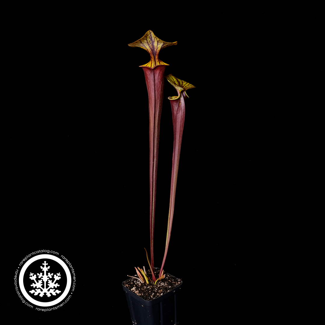 Sarracenia flava var. rupicorpora