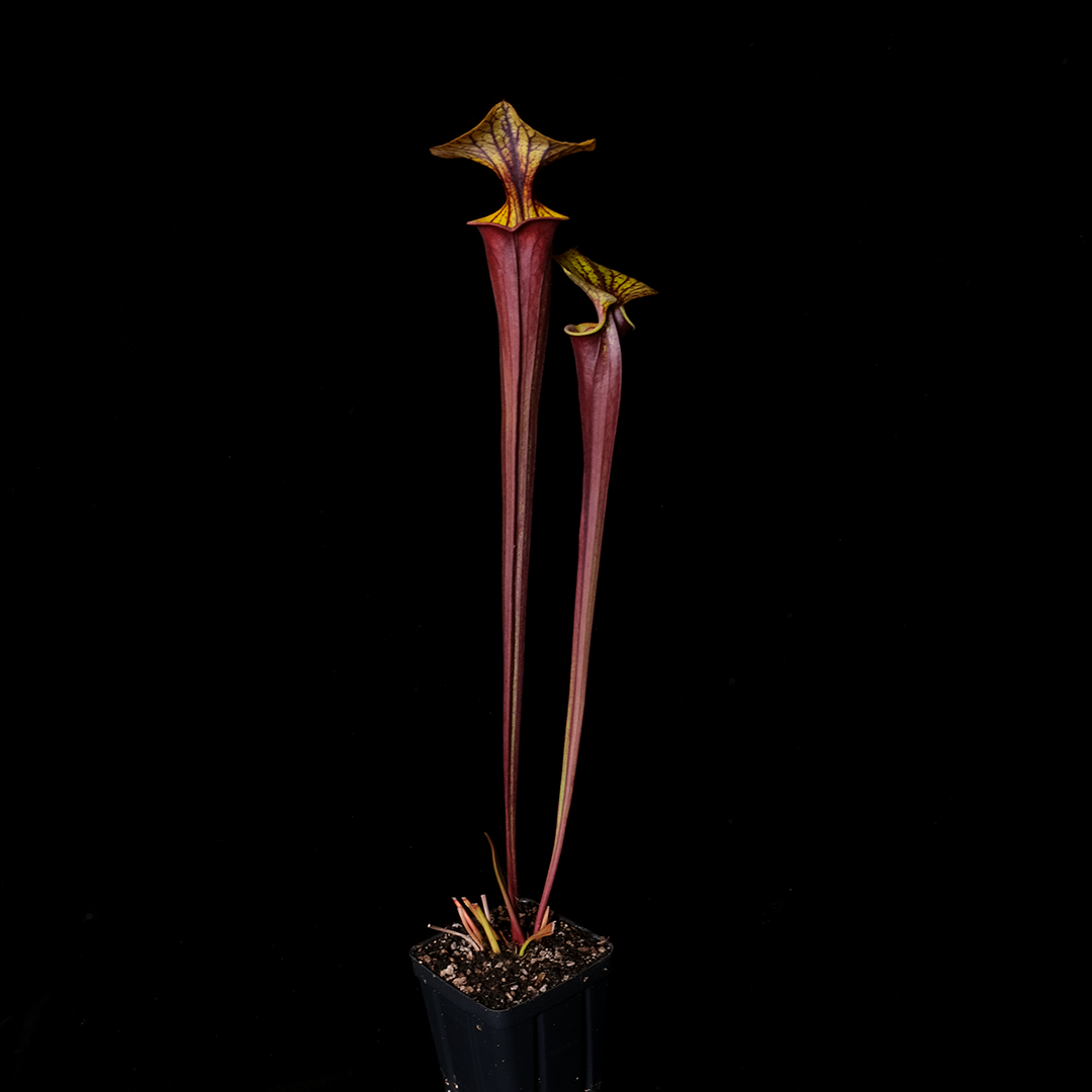 Sarracenia flava var. rubricorpora