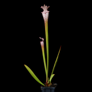 Sarracenia leucophylla 'Hanrahan A x AJ01'