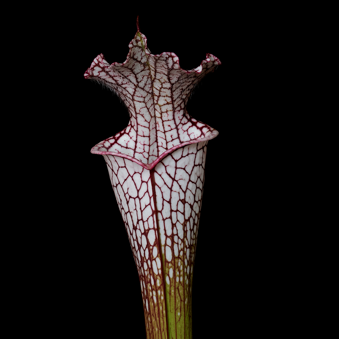 Sarracenia leucophylla 'Hanrahan A x AJ01'