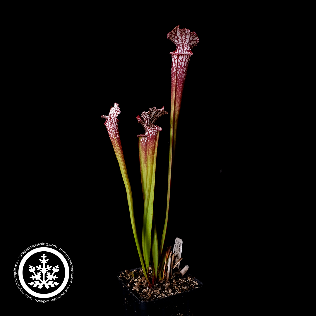 Sarracenia leucophylla UCD red clone