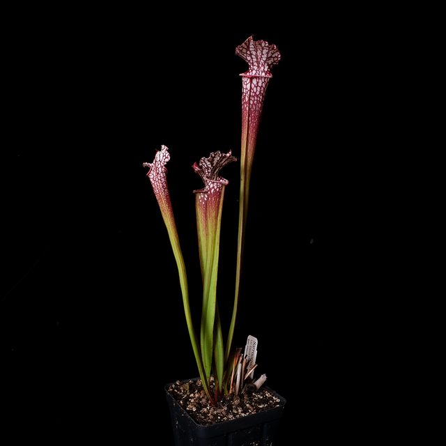 Sarracenia leucophylla UCD red clone