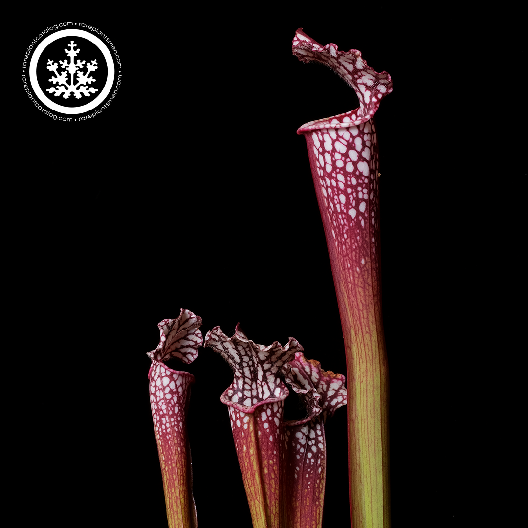 Sarracenia leucophylla UCD red clone