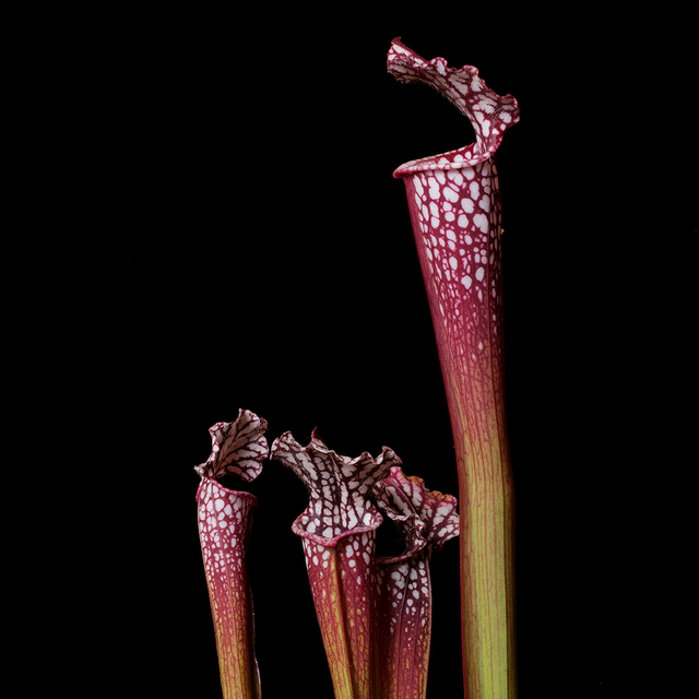 Sarracenia leucophylla UCD red clone