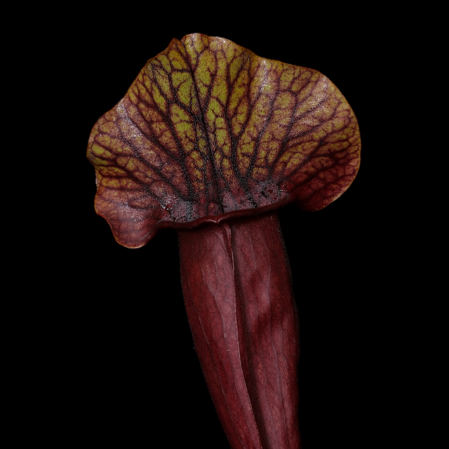 Sarracenia x exornata 'Moore's Melody'
