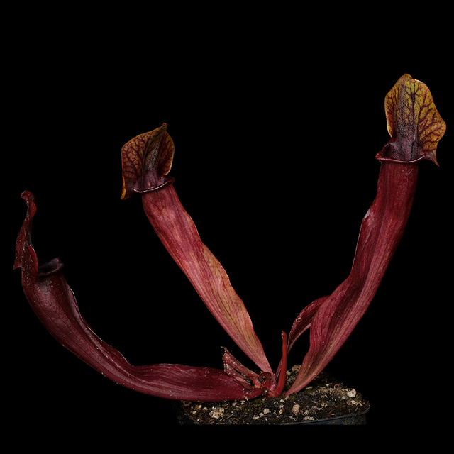 Sarracenia x exornata 'Moore's Melody'