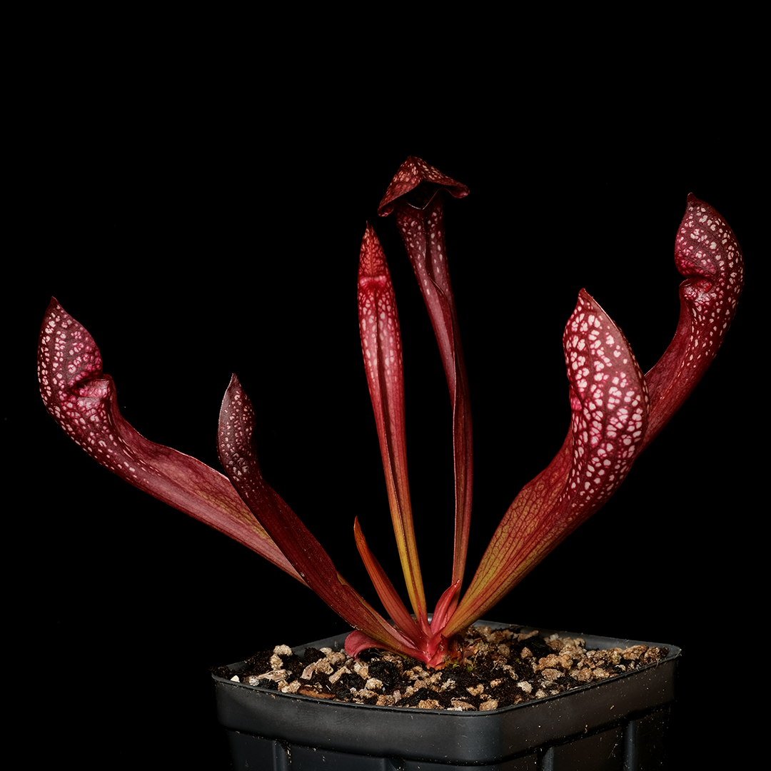 Sarracenia x 'Scarlet Belle'