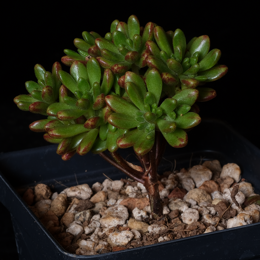 Aeonium sedifolium