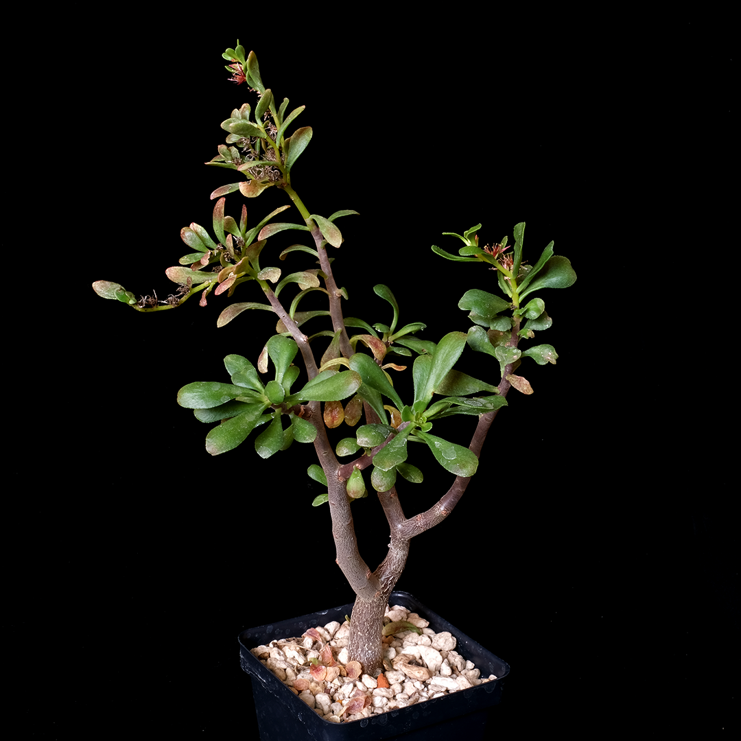 Sedum oxypetalum