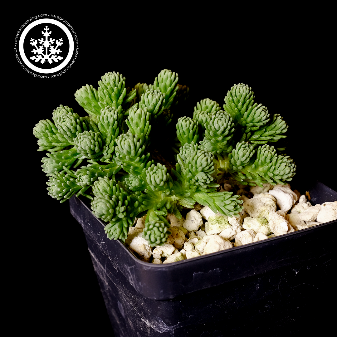 Sedum multiceps