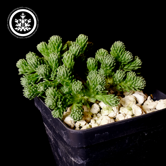 Sedum multiceps