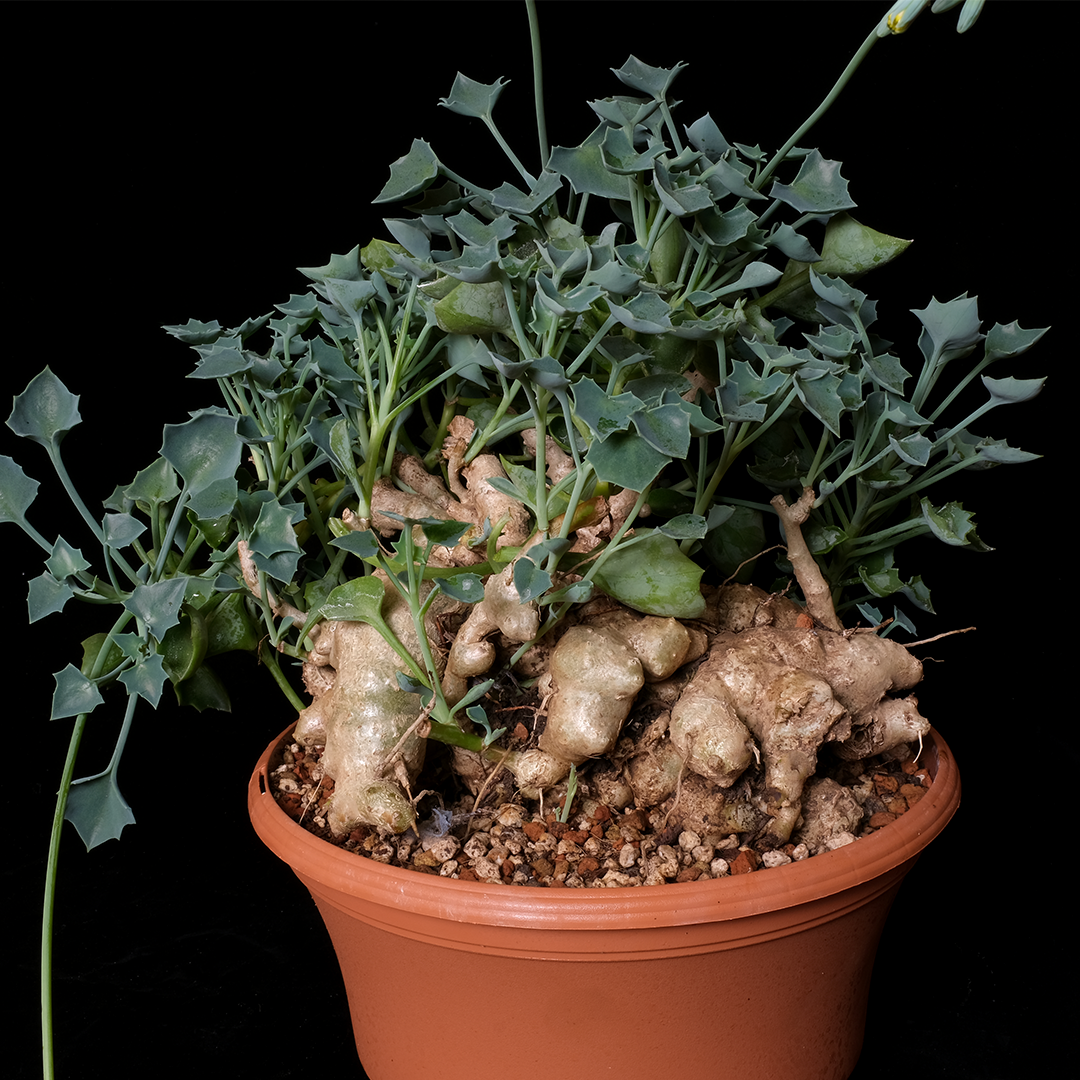 Senecio tropaeolifolius XL specimen #1