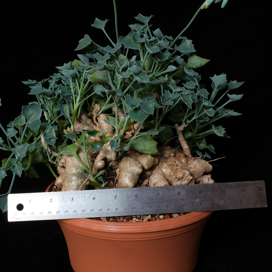 Senecio tropaeolifolius XL specimen #1