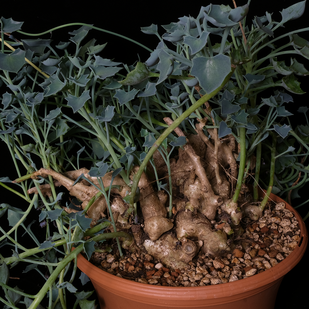 Senecio tropaeolifolius XL specimen #2