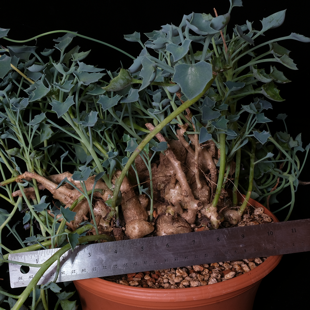 Senecio tropaeolifolius XL specimen #2