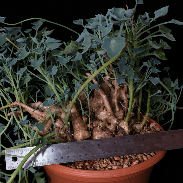Senecio tropaeolifolius XL specimen #2