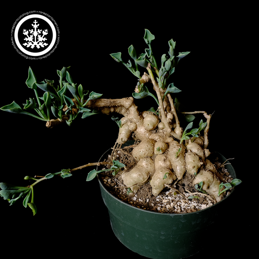 Senecio oxyriifolius XL specimen