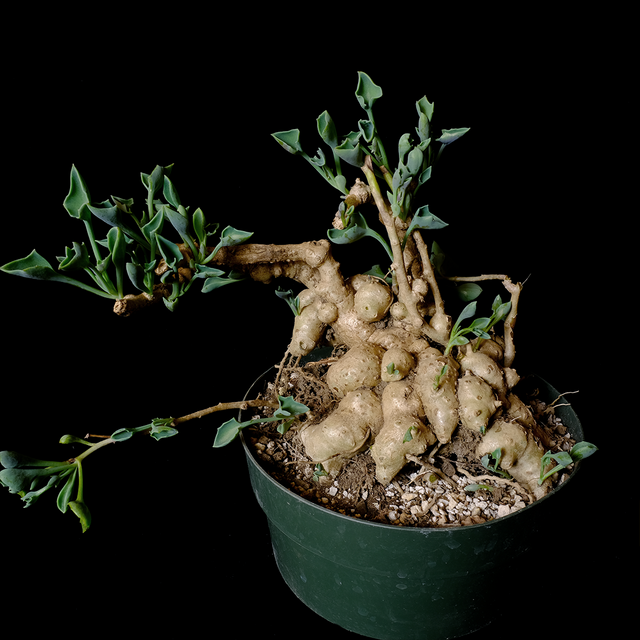 Senecio tropaeolifolius XL specimen