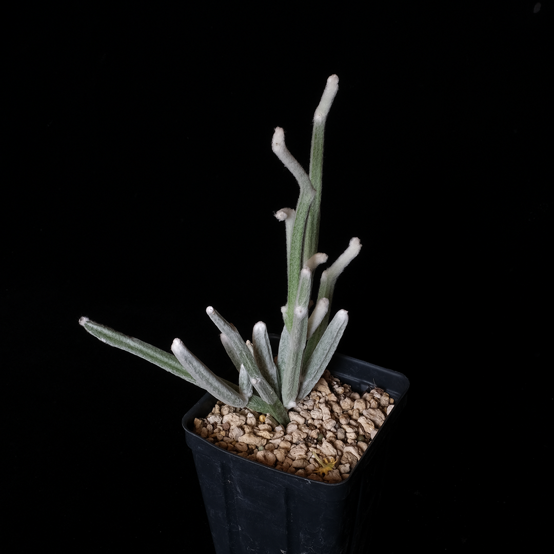 Seyrigia humbertii