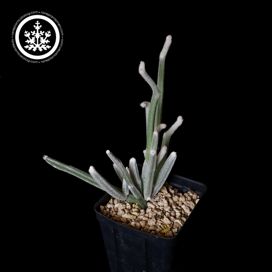 Seyrigia humbertii