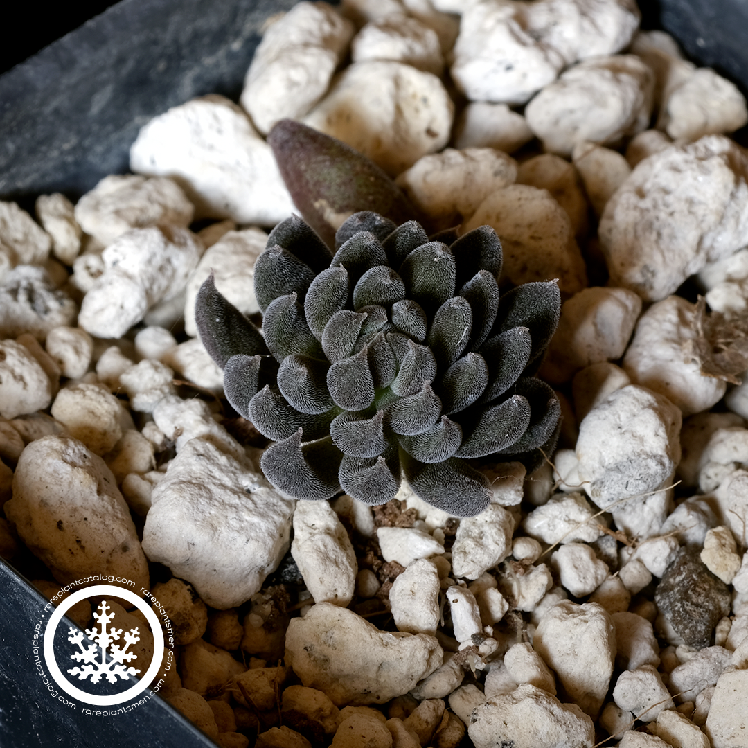 Sinocrassula yunnanensis